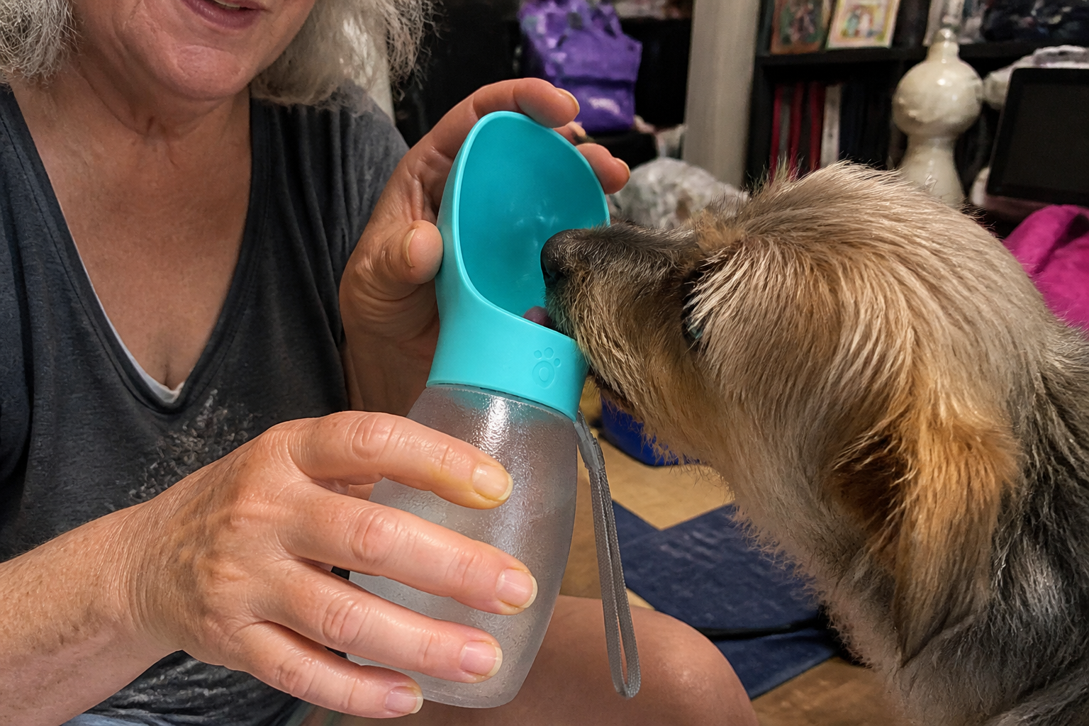 Dog drinking from the water bottle