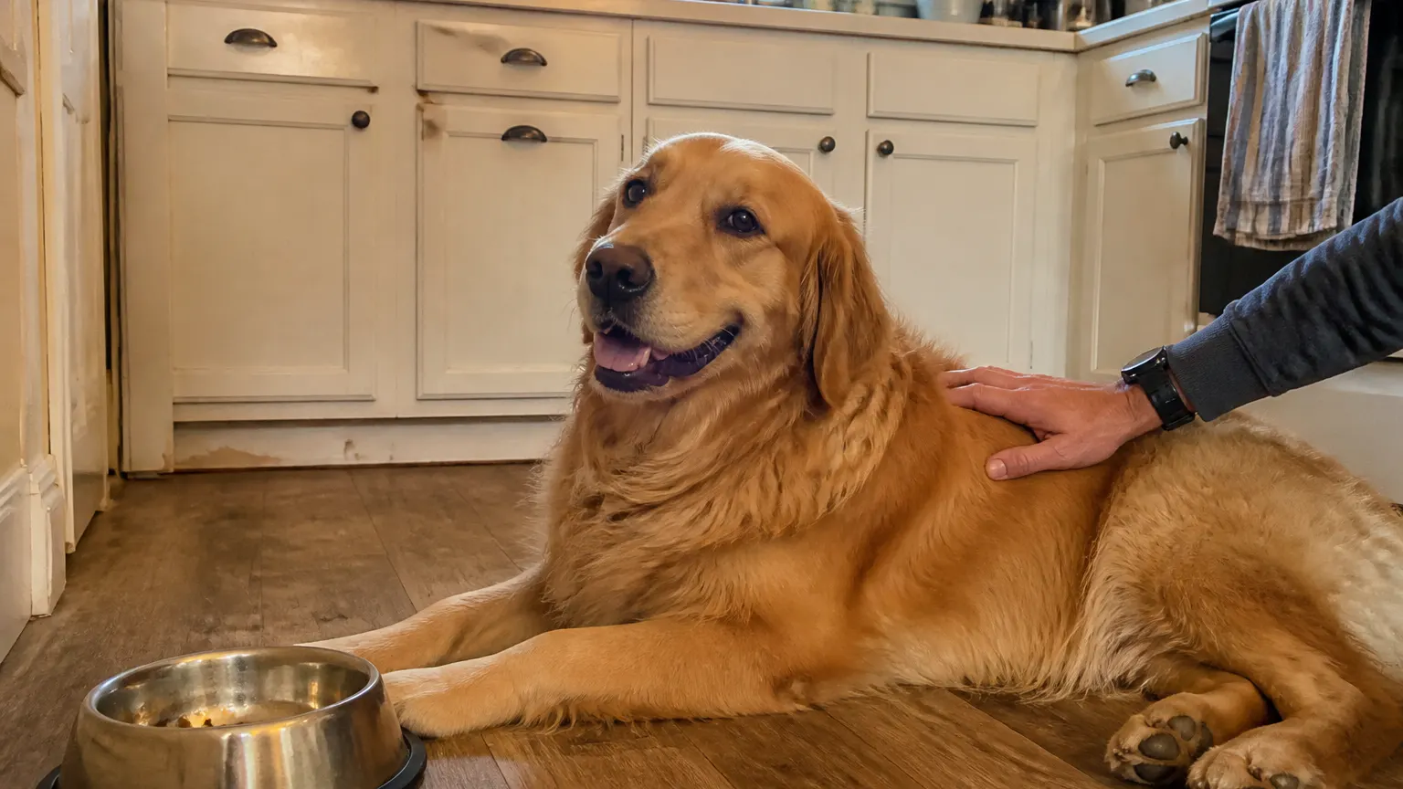 Happy dog with a soft, shiny coat at home