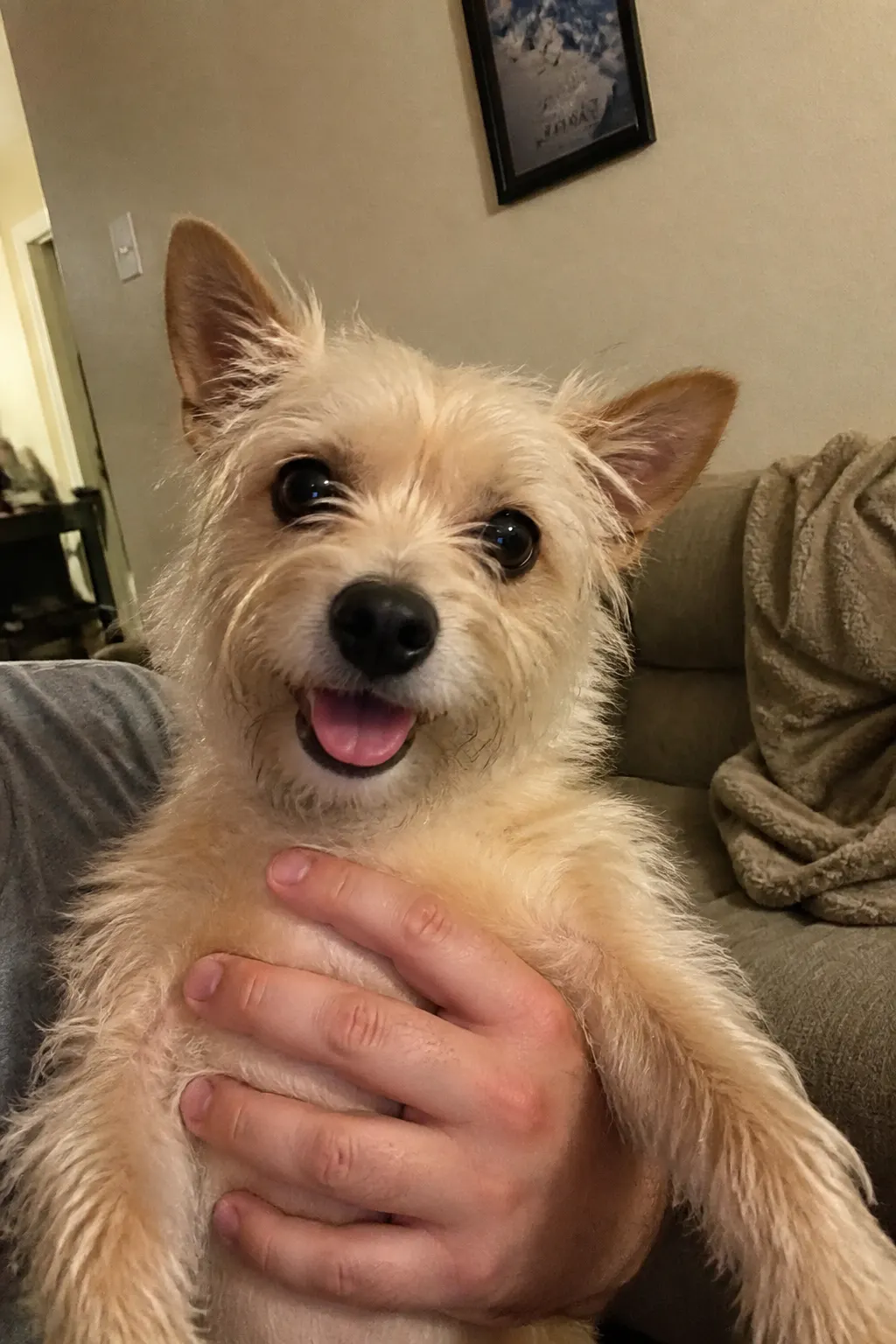 A phone photo of the dog on the camera roll