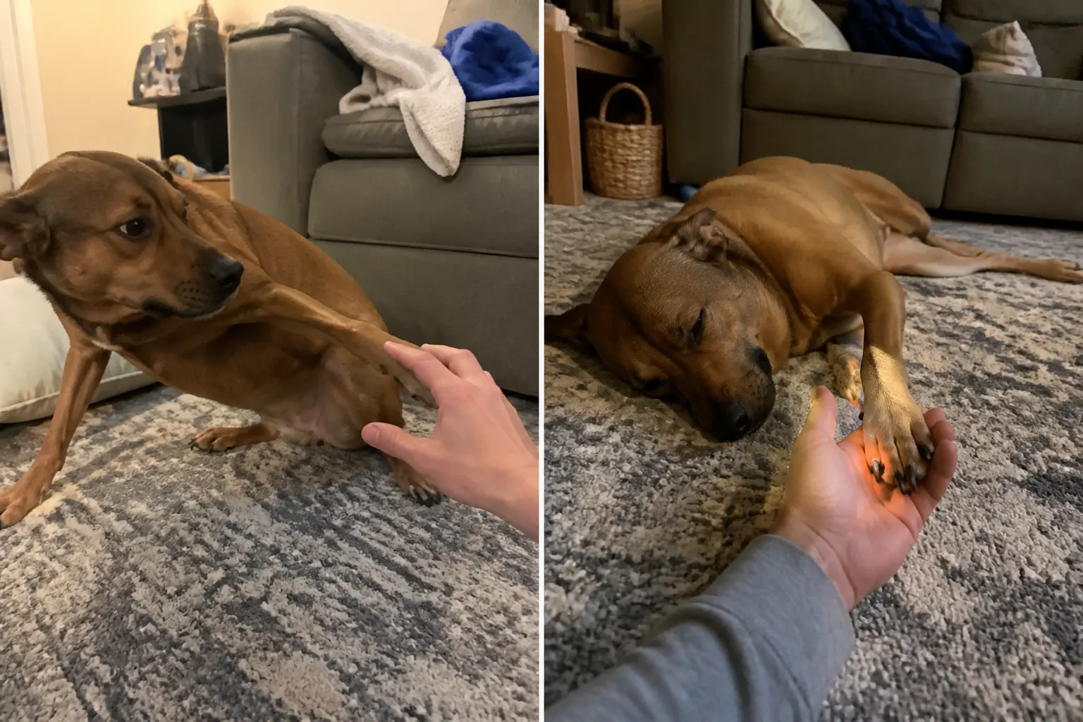 A calm dog during a relaxed, light-guided nail trim