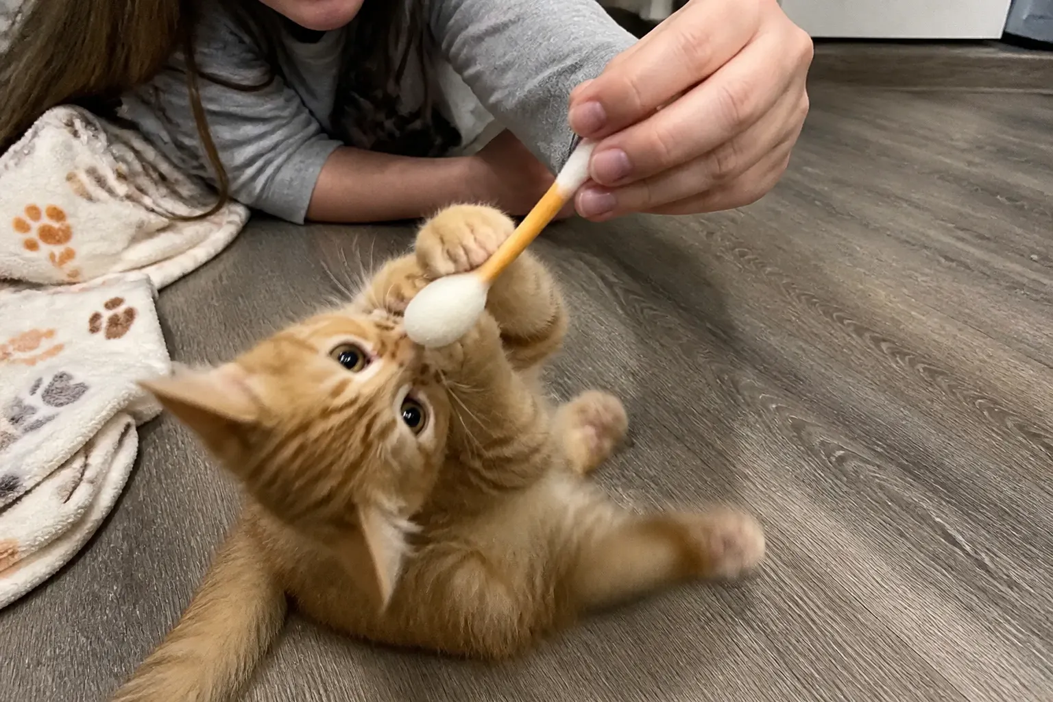 Kat P.'s cat with the catnip swab