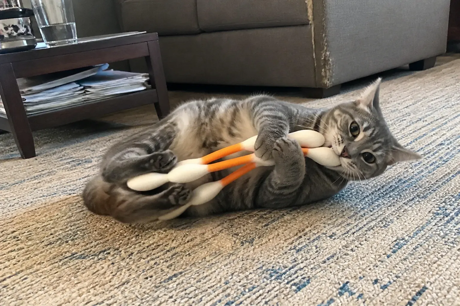 A happy engaged cat bunny-kicking and chewing the catnip swab toy