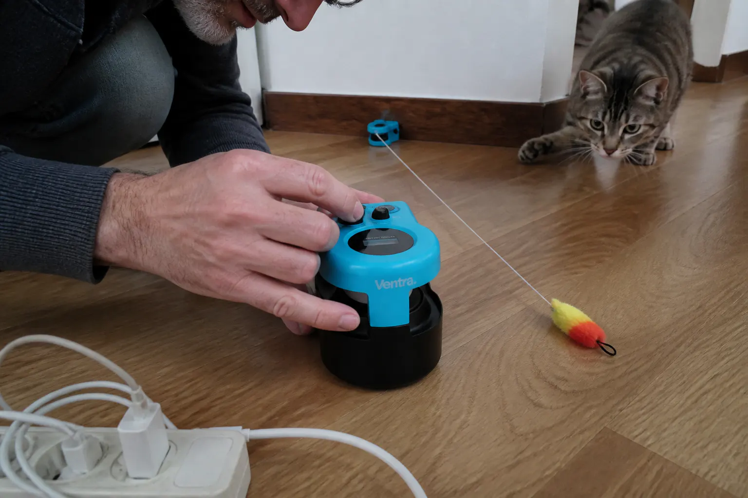 Simba, indoor cat's cat with the chase toy