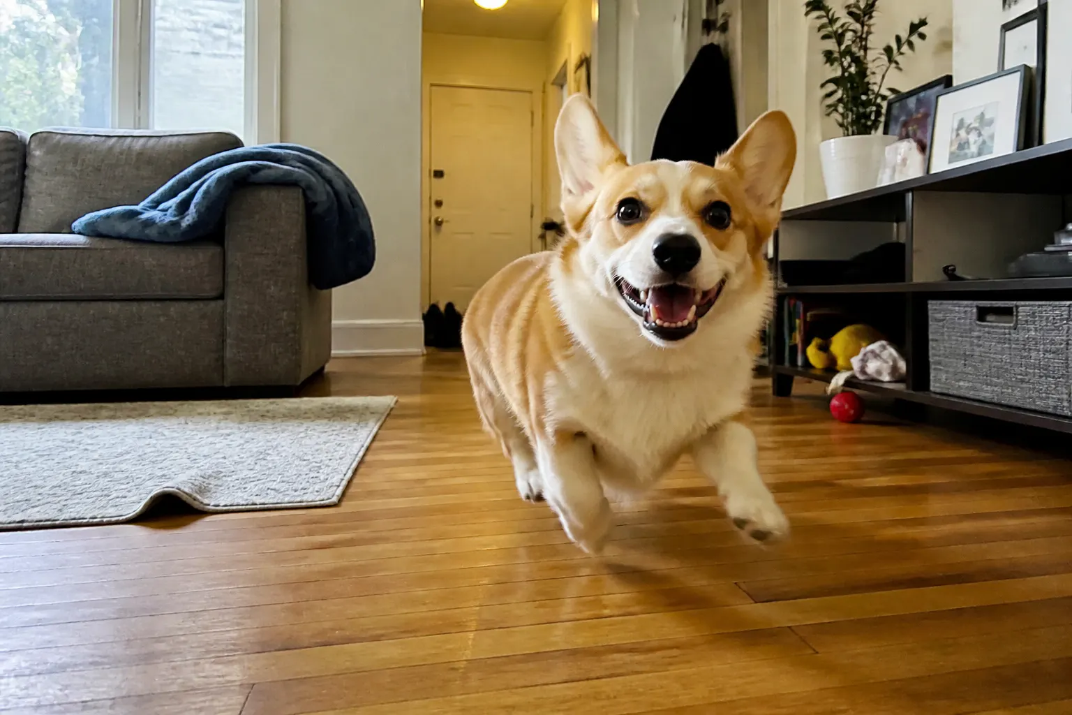 Happy tired dog after a play session