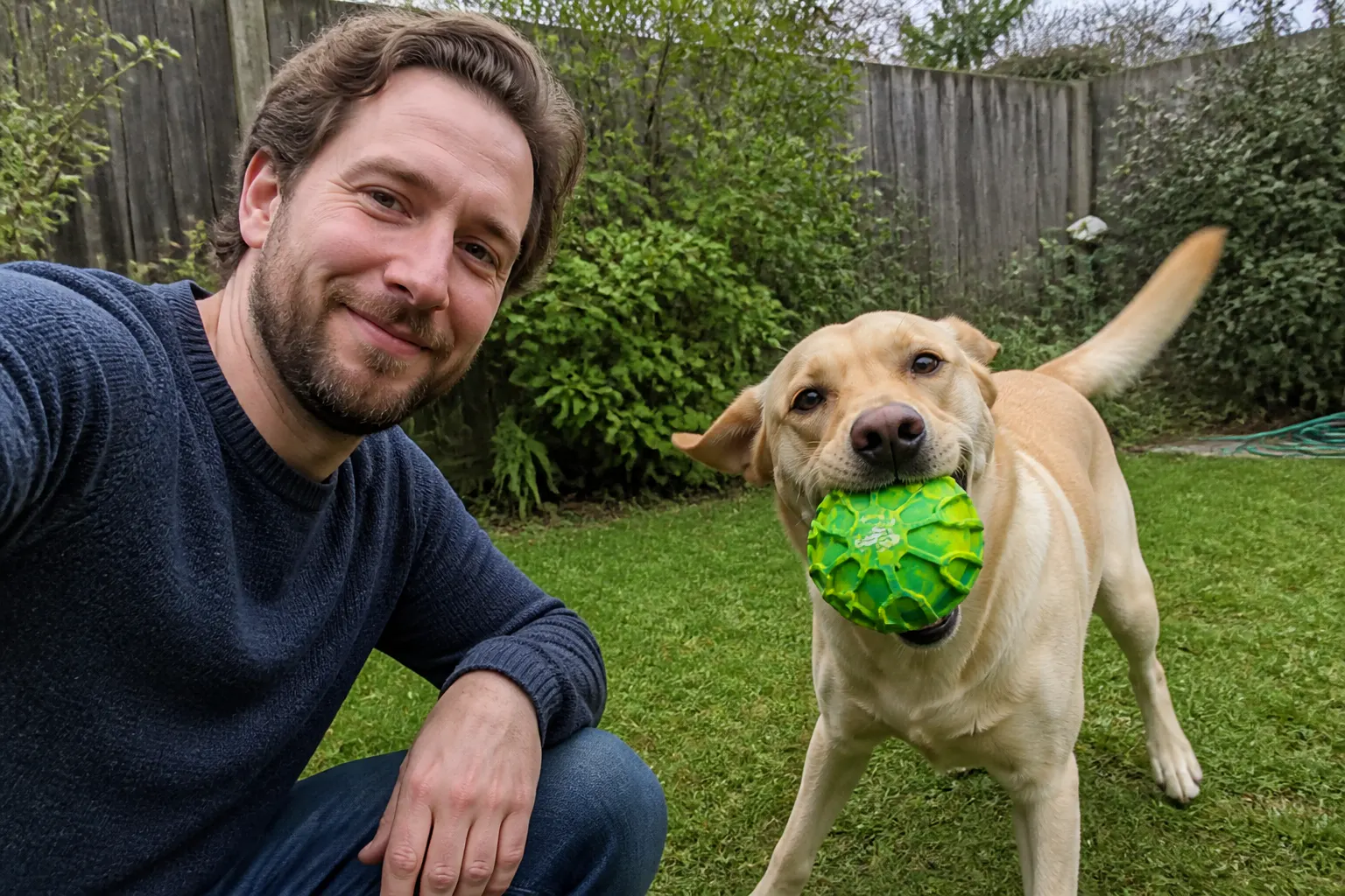 Labrador with the ball in the backyard