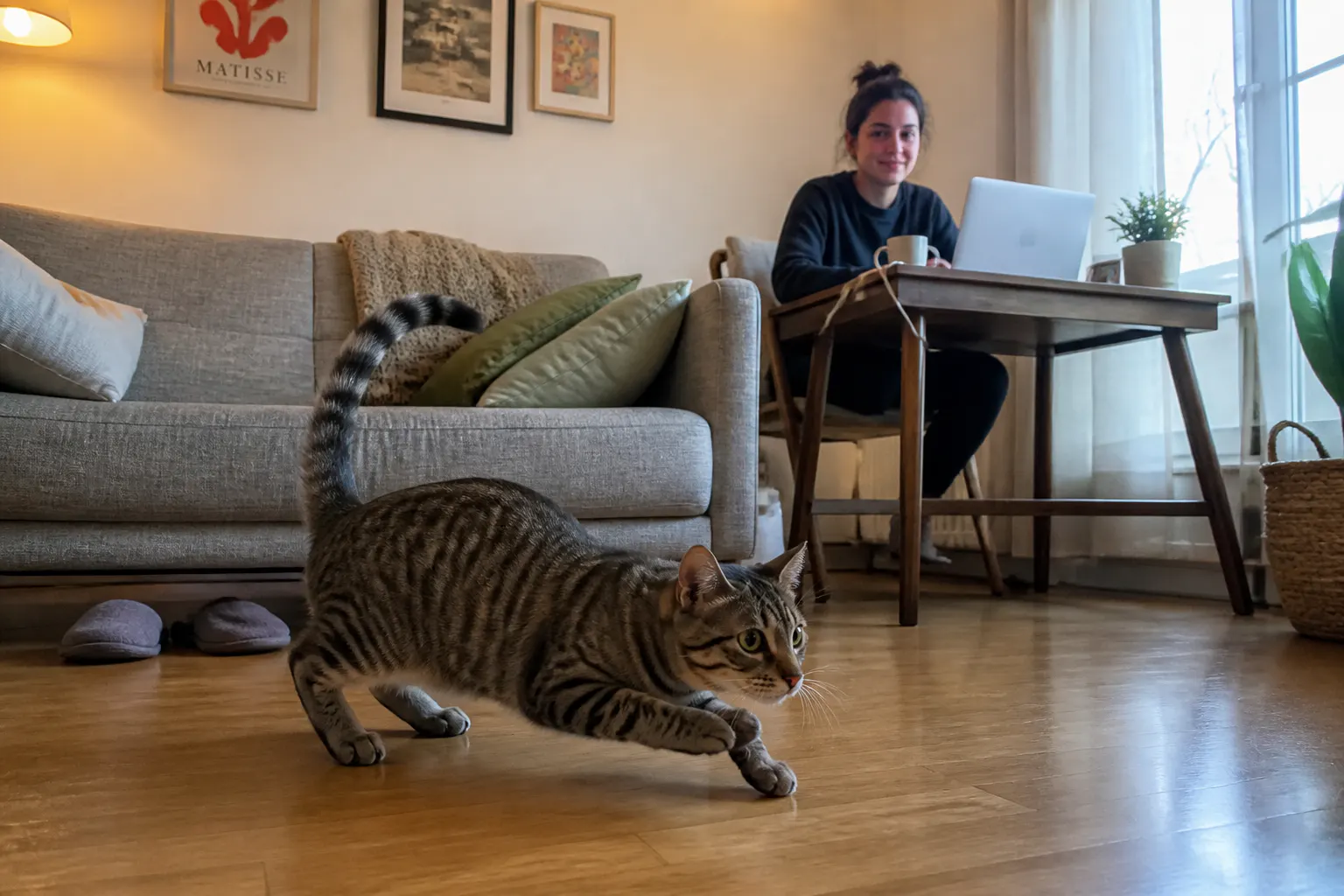 An owner working at a laptop while their cat chases the lure across the room
