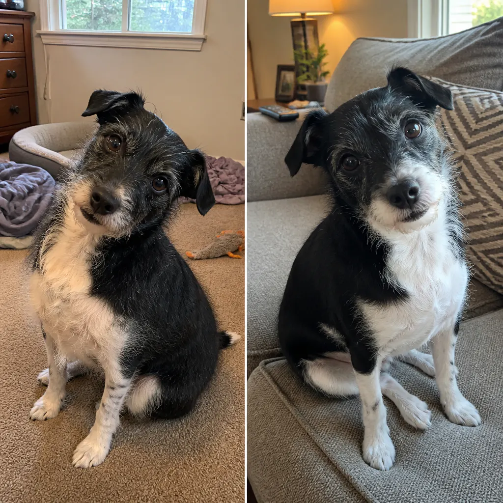 Dog coat before and after WildCoat salmon oil
