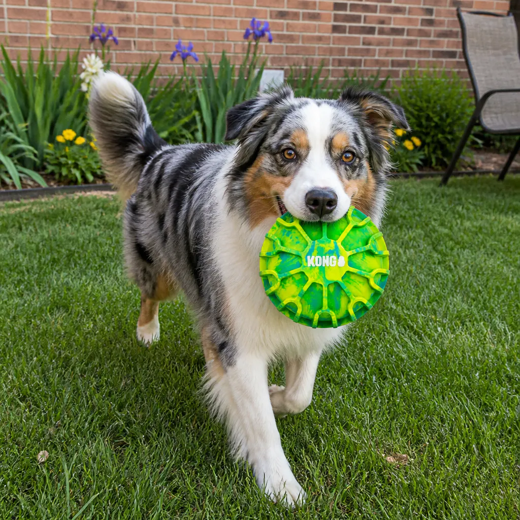 Happy dog with the ball