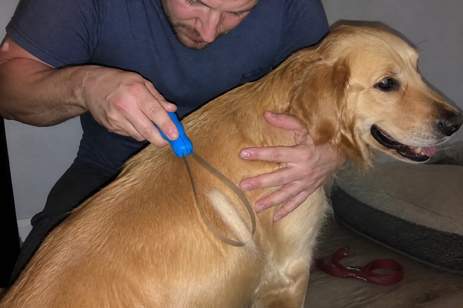 Customer photo of the comb being used on both a pony and a border collie in a barnyard