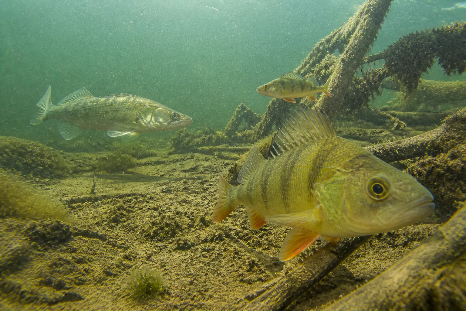 Clear daytime underwater feed showing fish and bottom structure