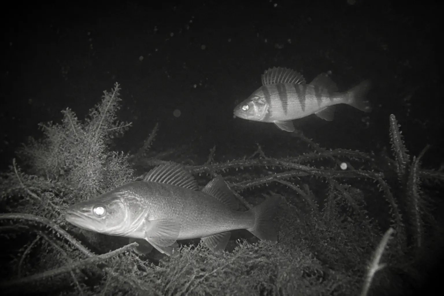 Infrared night-vision underwater feed of the same view with a fish visible