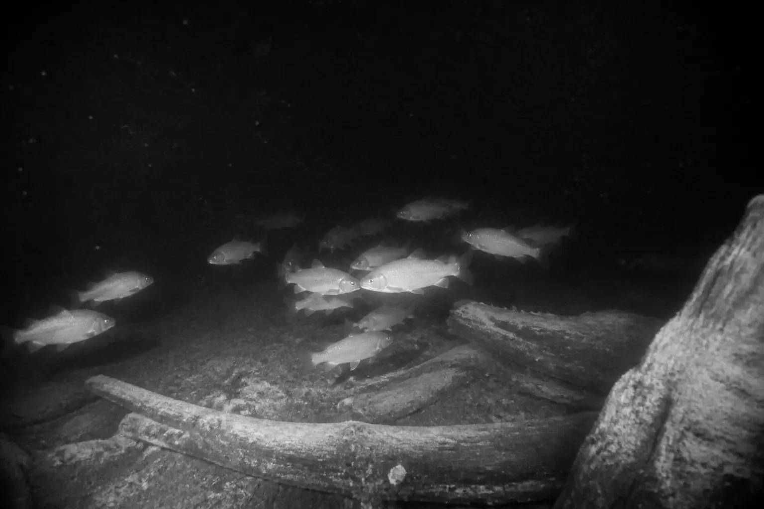 Green infrared night-vision underwater feed with a fish visible near the bait