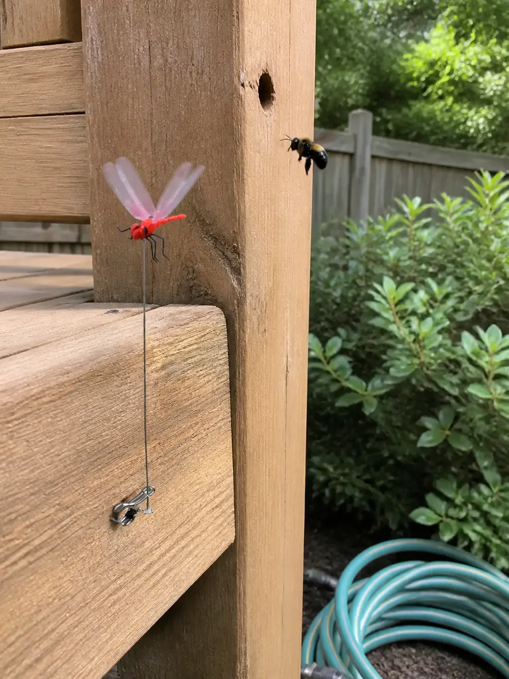 Dragonfly clipped to a wooden deck eave against carpenter bees