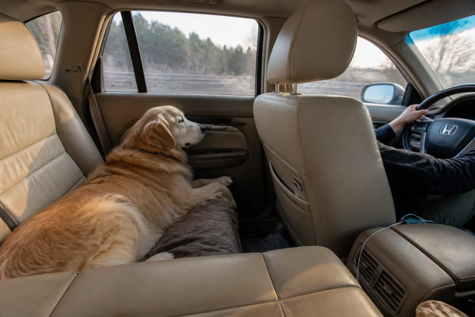 Dog settled and calm at the car window, driver both hands on the wheel