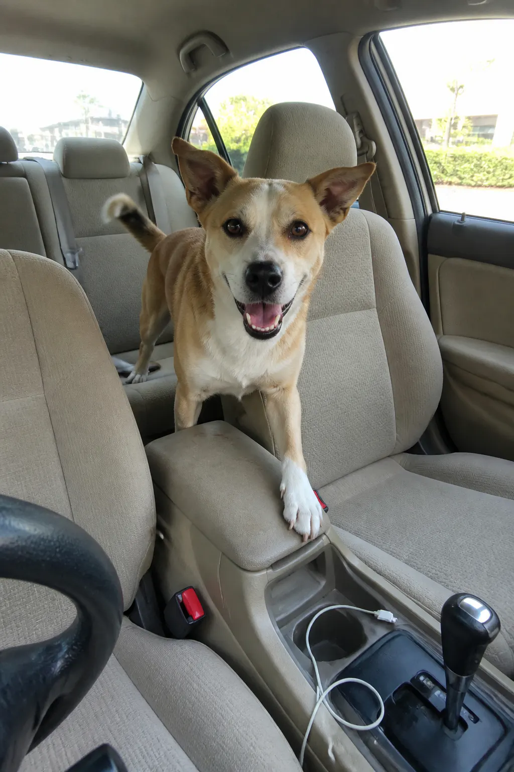 Dog climbing over the console onto the driver's lap