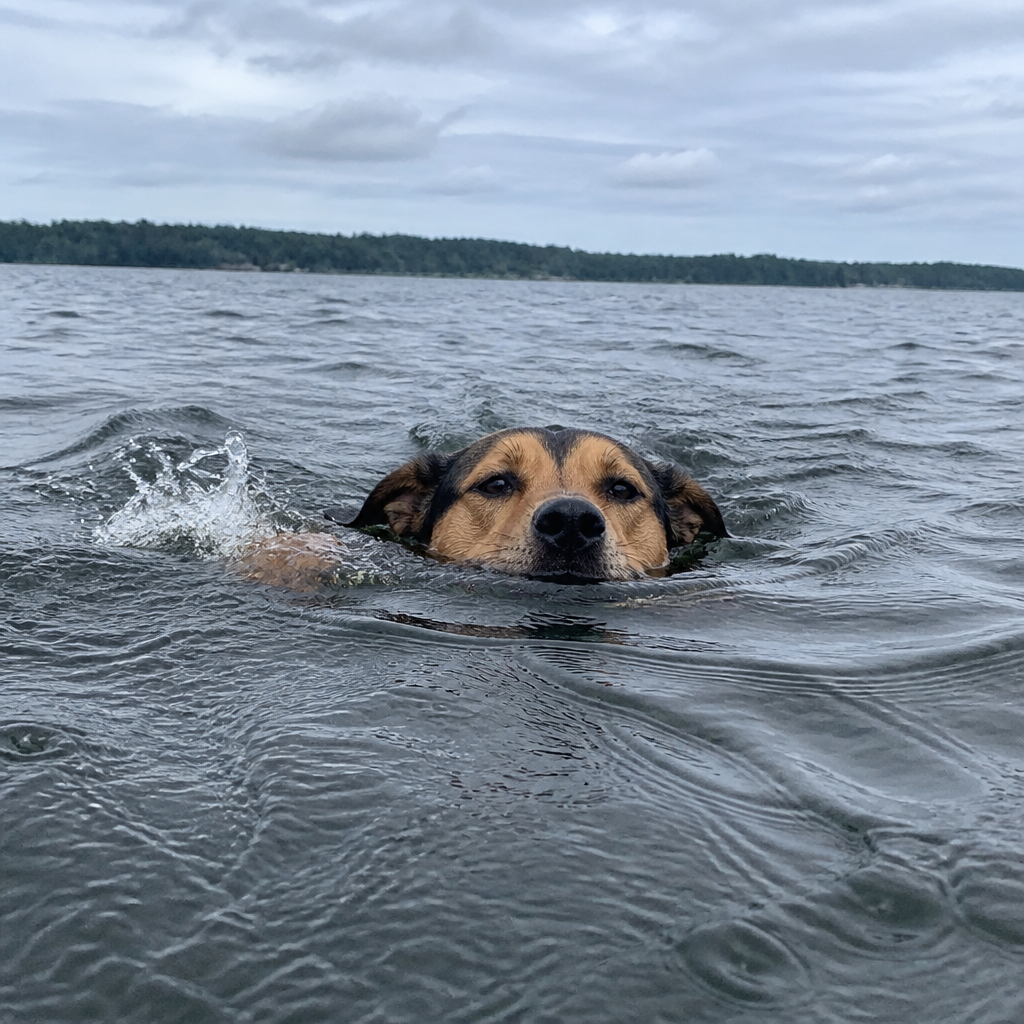 Owner anxiously watching their dog swim far out in open water
