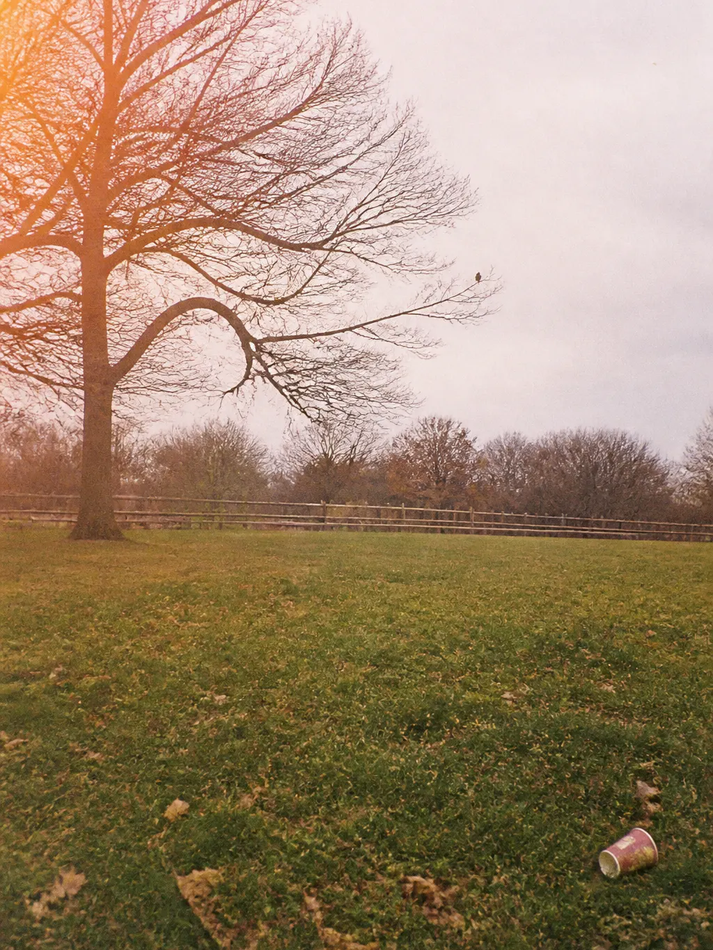 Distant bird seen with the naked eye