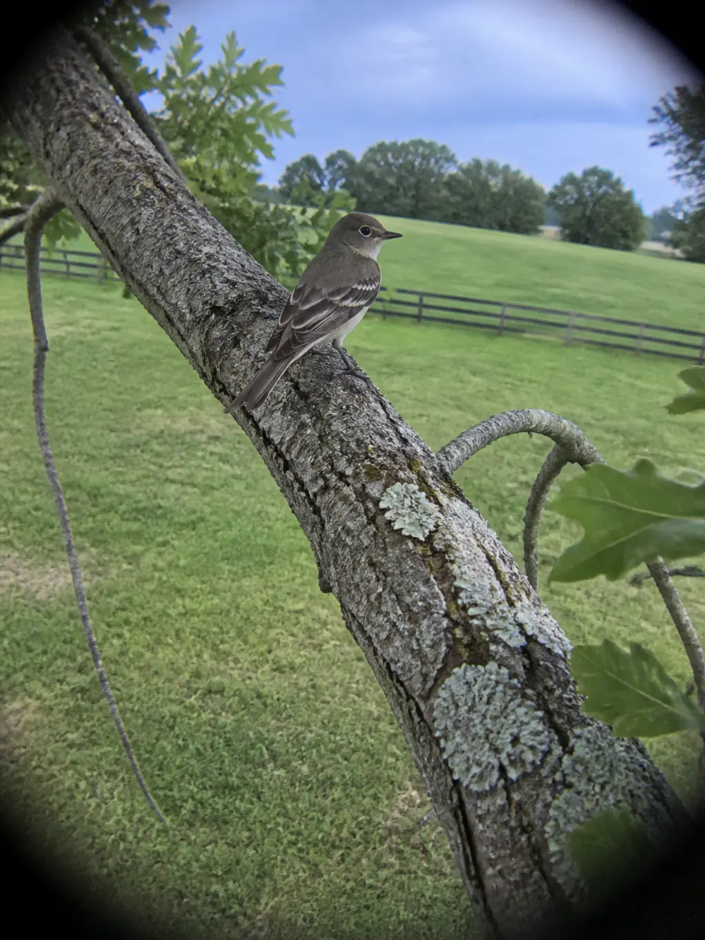 The same bird resolved at 3X magnification