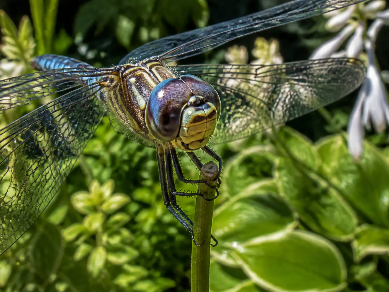 Close-up of a dragonfly, the apex predator of the insect world