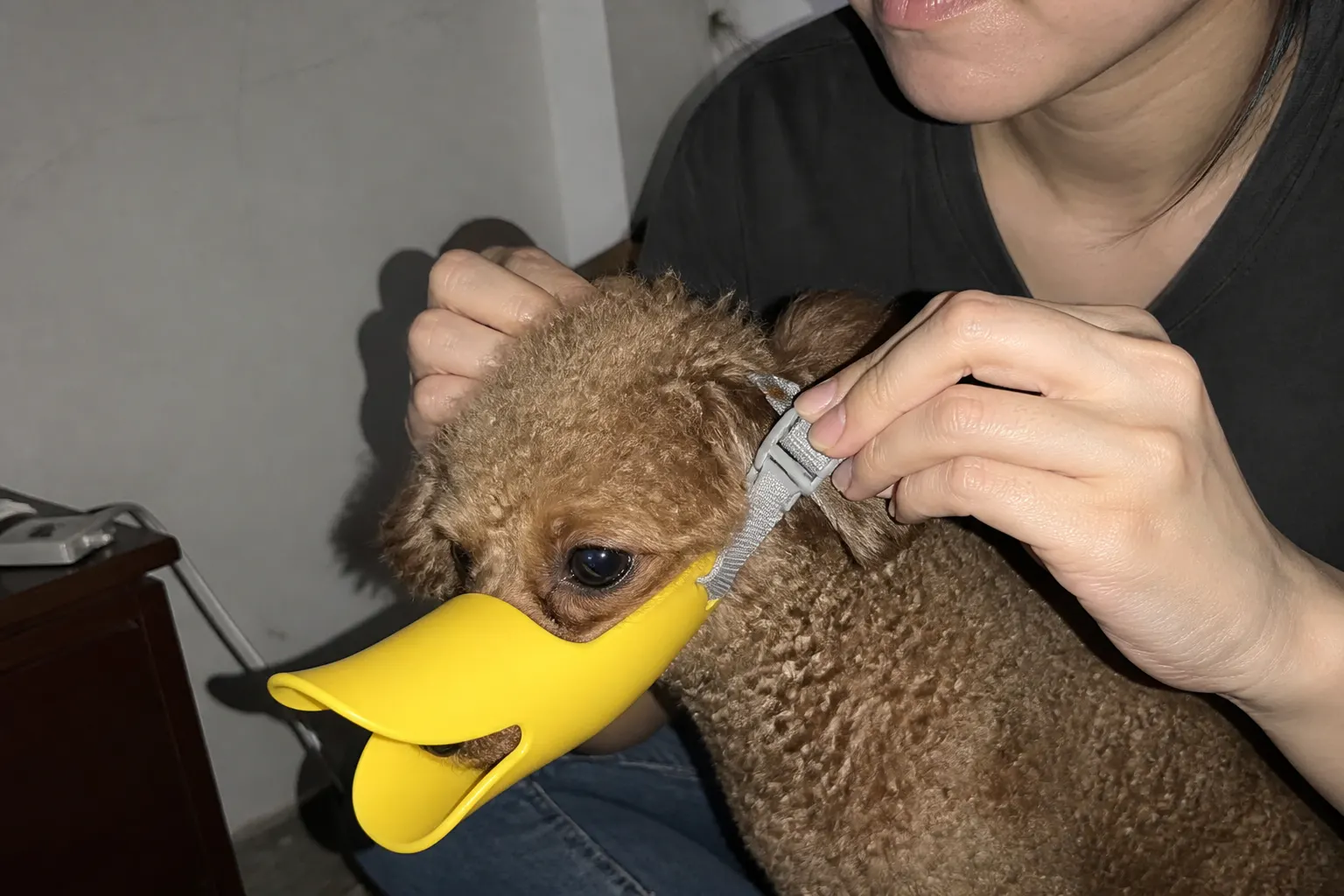Hannah W.'s dog wearing the muzzle
