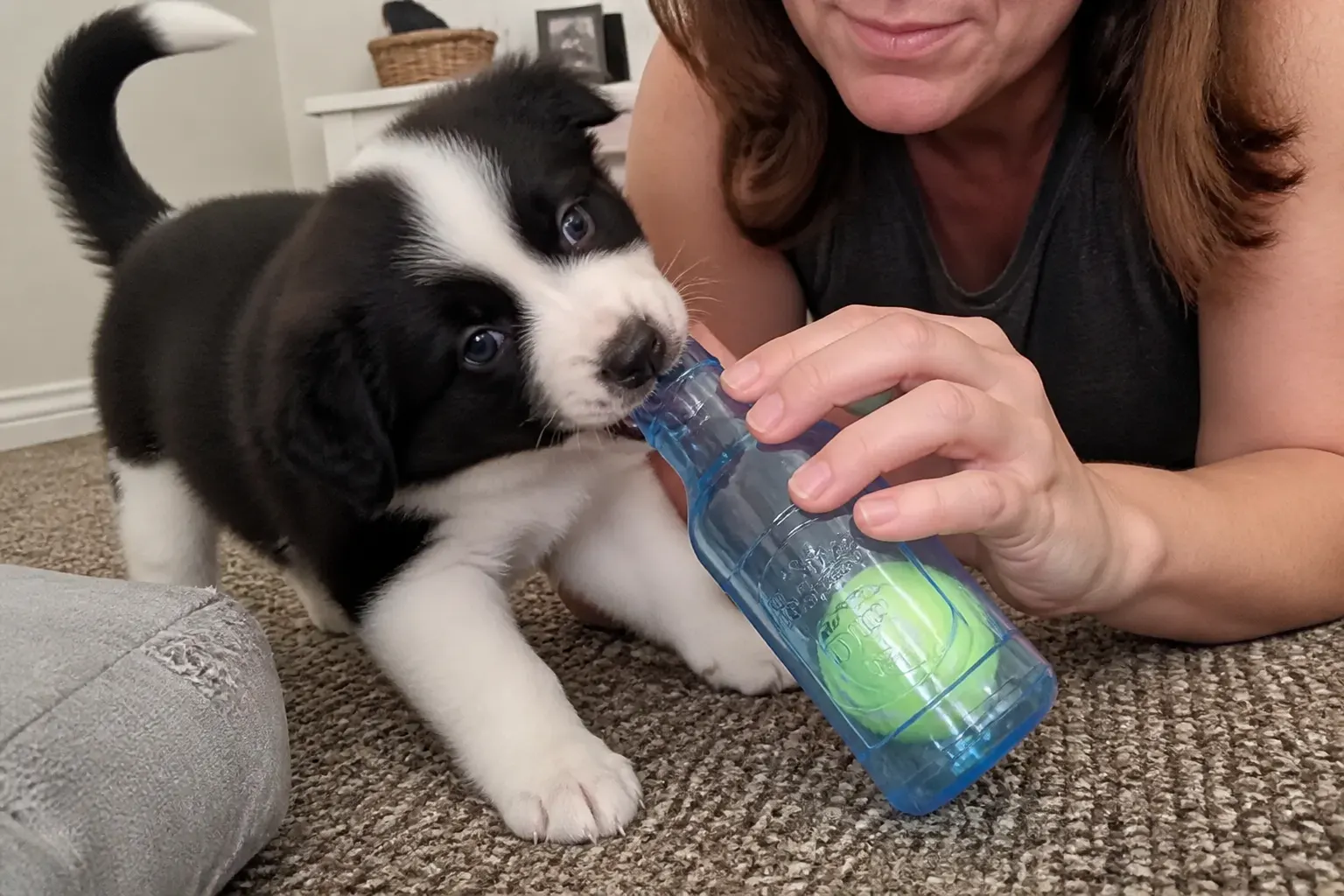 Dog with the bottle toy