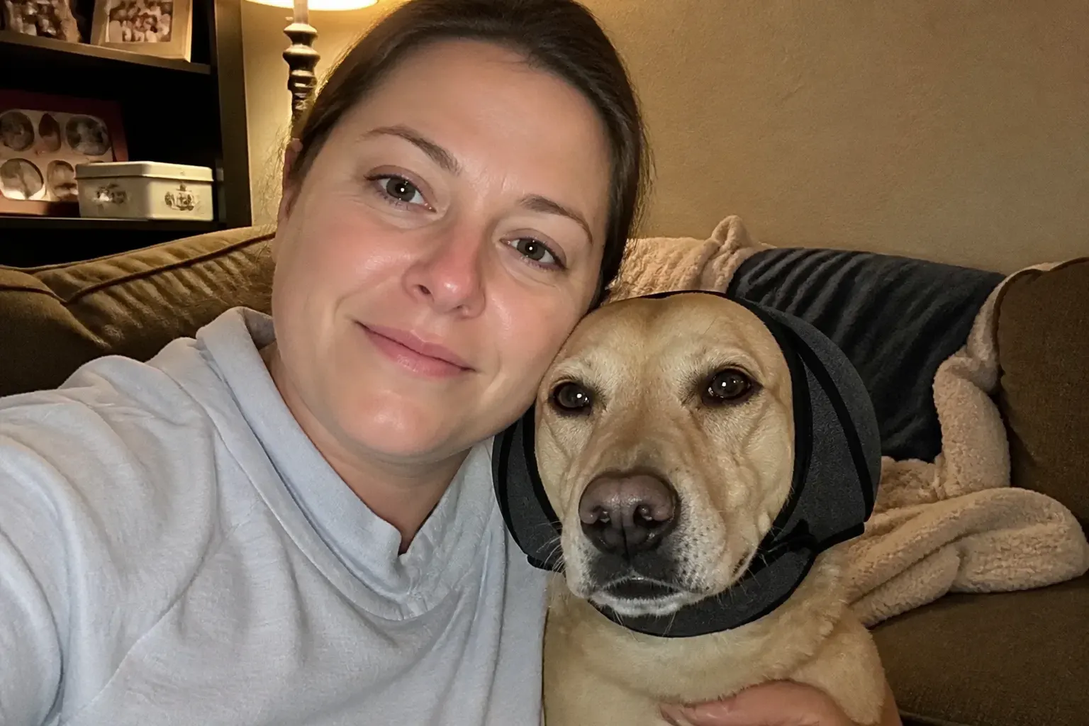 Labrador asleep in ear muffs during fireworks