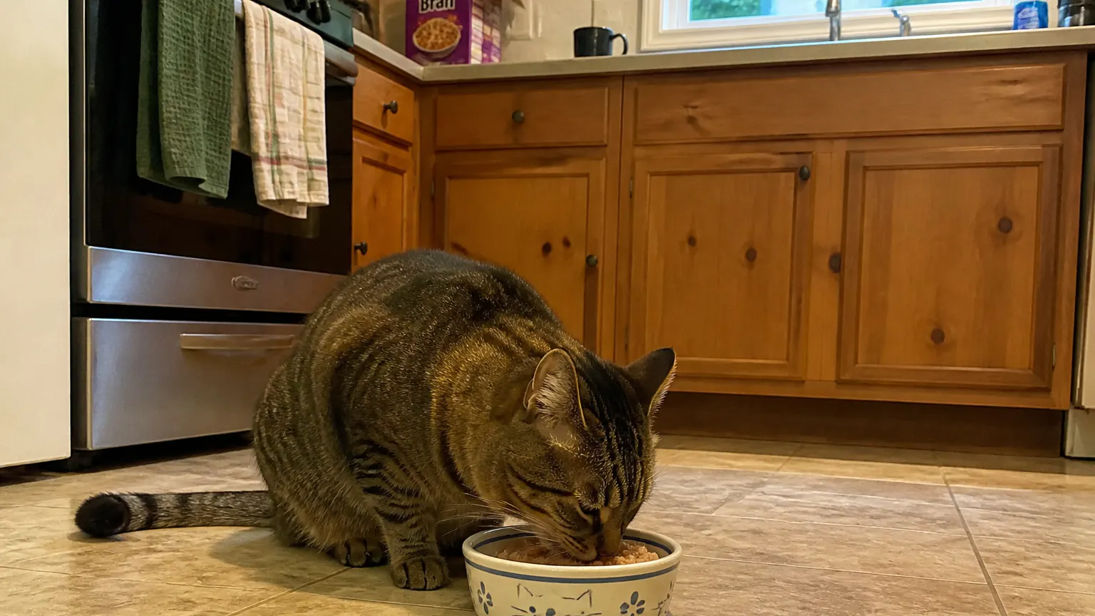 Content cat eating clean from a topped bowl