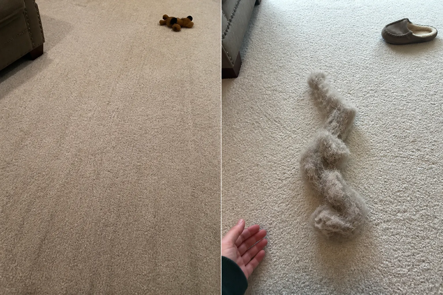 A rope of fur raked to the surface of a carpet
