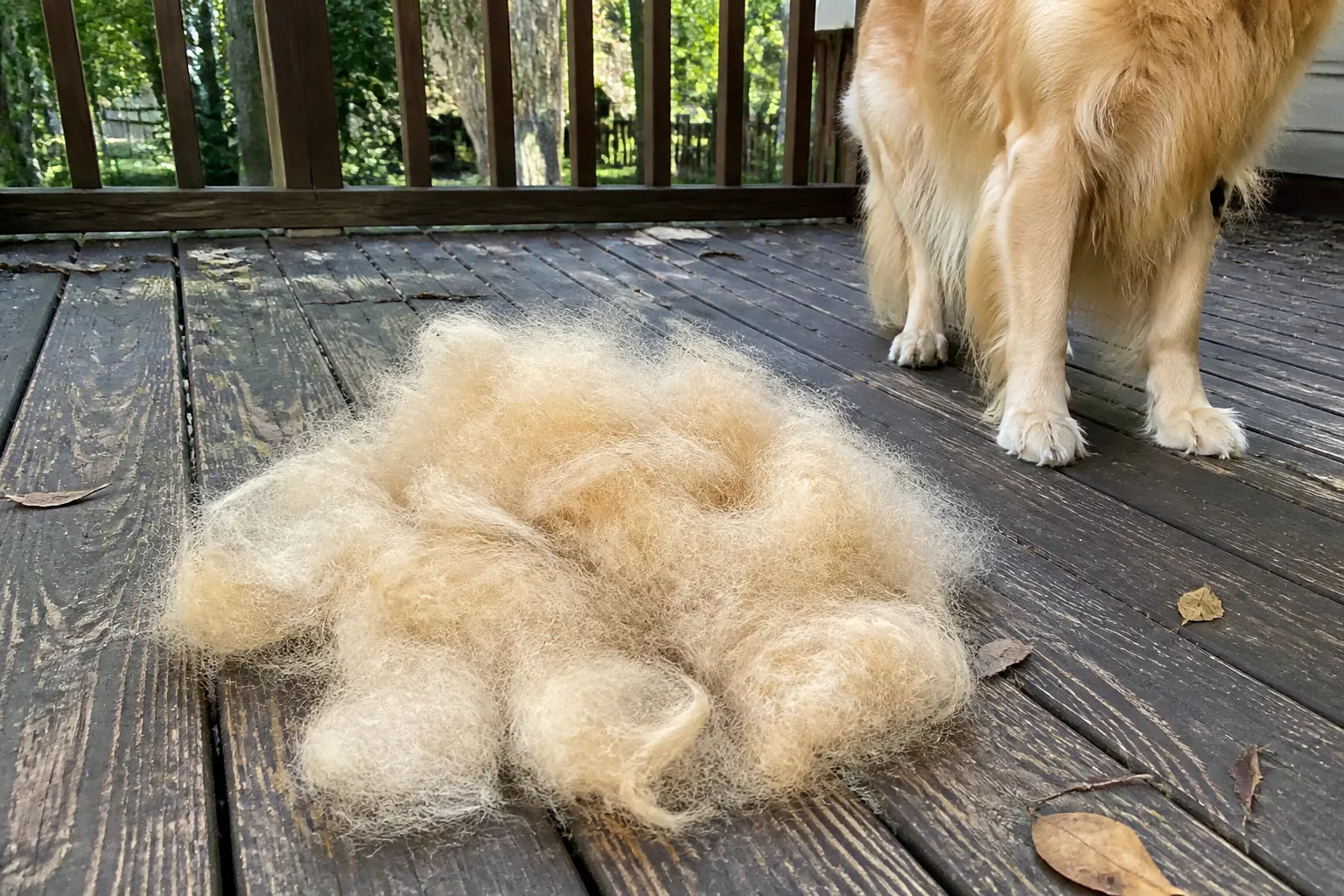 The loop drawn along the direction of hair growth pulling a visible clump of loose hair, animal relaxed